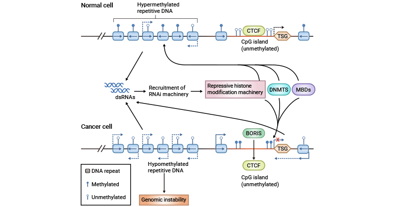 DNA methylation and Cancer