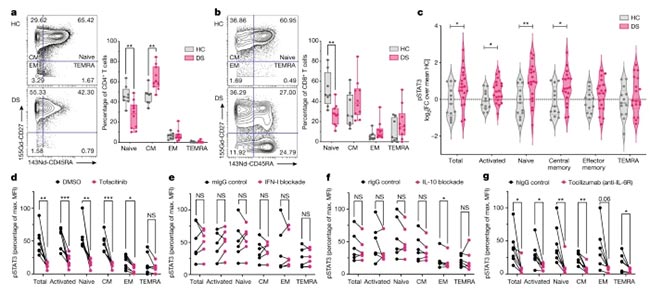 T cell activation in DS is rescued by Jak inhibition or IL-6 blockade