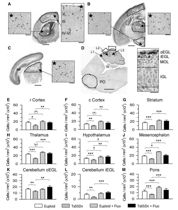 Effect of embryonictreatment with fluoxetineon precursor proliferation in different brain regions