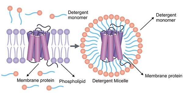 Detergent-membrane protein micelle