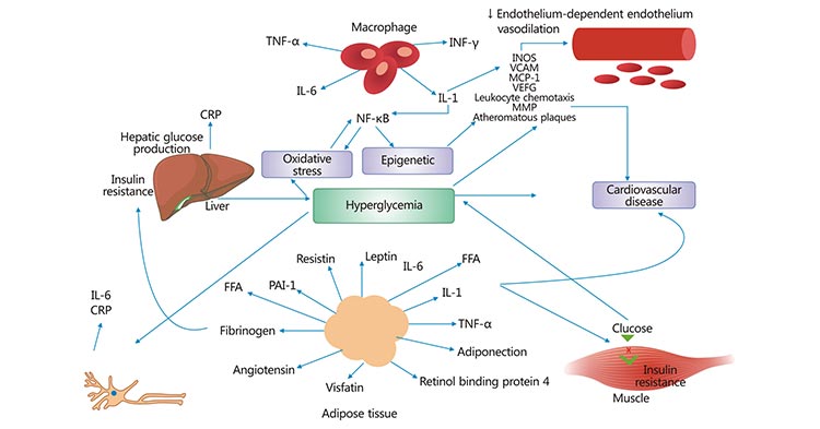 Pathogenesis of cardiovascular disease in diabetes