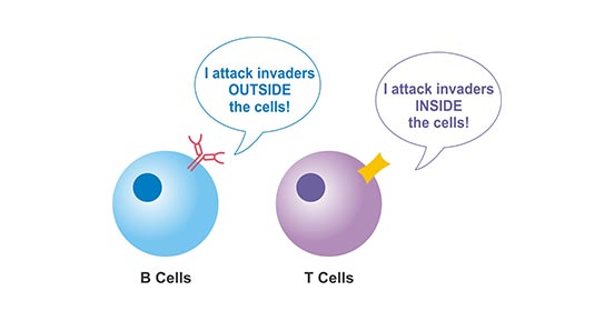 b cell and t cell