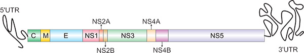 The Structure Comparison of DENV