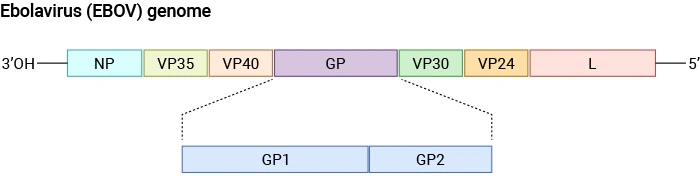 Schematic diagram of the Ebolavirus (EBOV) genome structure