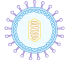 Epstein-barr virus Structure
