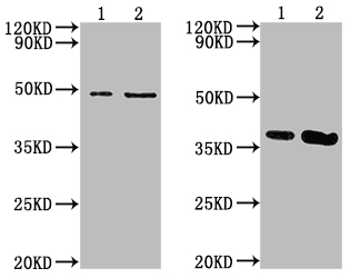 Left: ENO1 (CSB-MA007670A0m) Right: GAPDH (CSB-MA000071M0m) 1. Exosomes extracted from A375 cells 2. A375 cell Lysate
