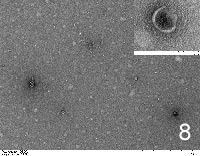 Exosomes extracted from kluyveromyces lactis