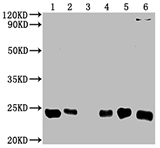 CD9 (CSB-MA004969A0m) WB