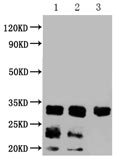 CD63 (CSB-MA004950A0m) WB