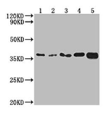 GAPDH (CSB-MA000071M0m) Exosomes