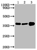 Exosomes with GAPDH (CSB-MA000071M0m)