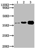 GAPDH (CSB-MA000071M0m) Exosomes 02