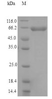 CSB-AP000101HU SDS