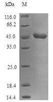 CSB-AP000151HU SDS