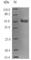 CSB-AP000171SNC SDS