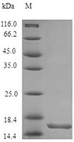 CSB-AP000181BDN SDS