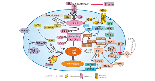 Regulatory pathways of ferroptosis