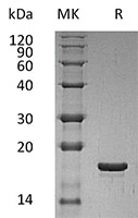 CSB-AP004001HU SDS-page