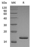 CSB-AP004151MO SDS-page