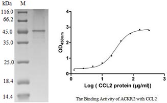 CSB-CF004618HU SDS-PAGE & ELISA