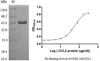 CSB-CF004841HU SDS-PAGE & ELISA