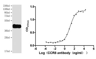 CSB-MP004847HU SDS-PAGE & ELISA