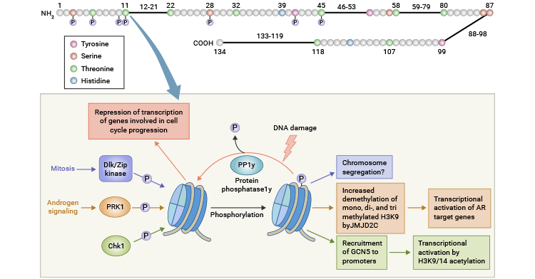 H2AXS139 phosphorylation in mammalian cells