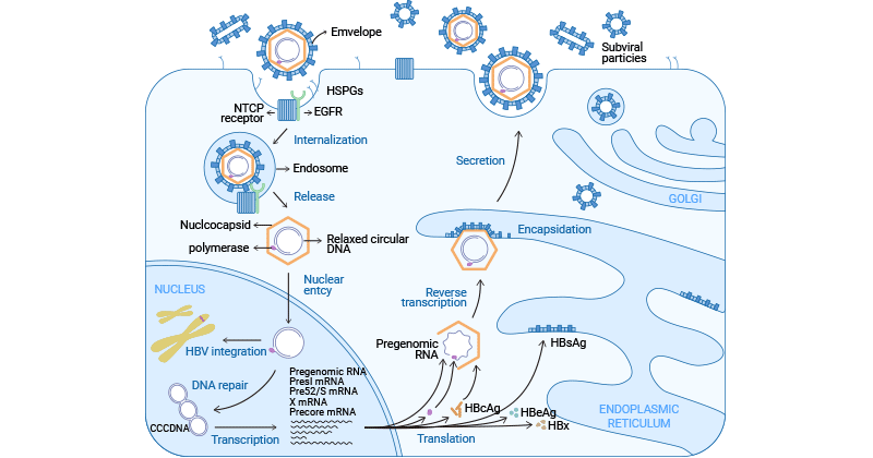 HBV life cycle
