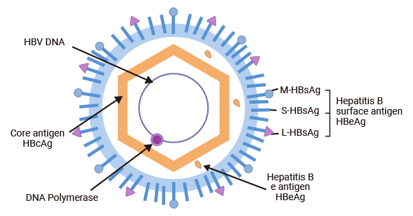 HBV structure