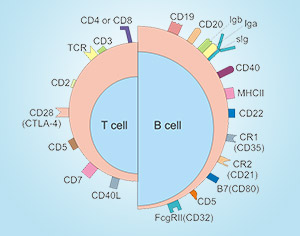 Cell Marker