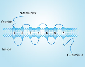 Chemokine Receptor