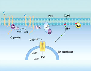 G protein-Coupled Receptor