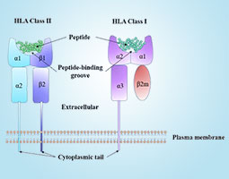 Human Leukocyte Antigen