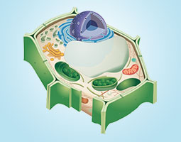 Organelle Markers in Plant