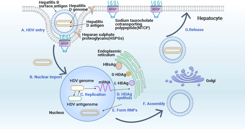 HDV life cycle