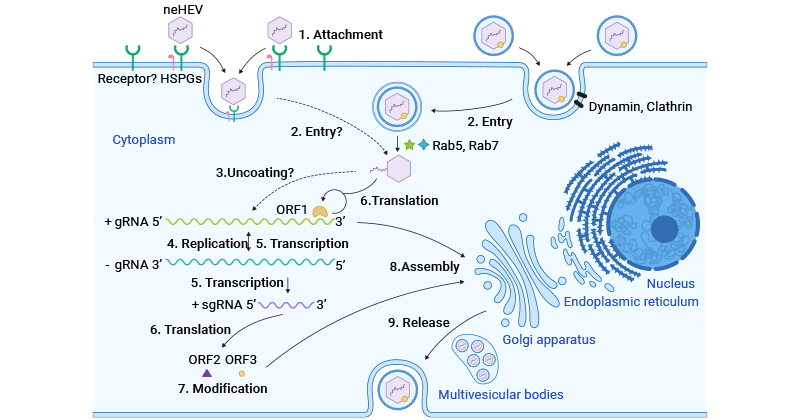 HEV life cycle