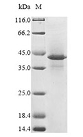 HLA G recombinant protein SDS