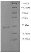 CSB-RP148394h SDS-page