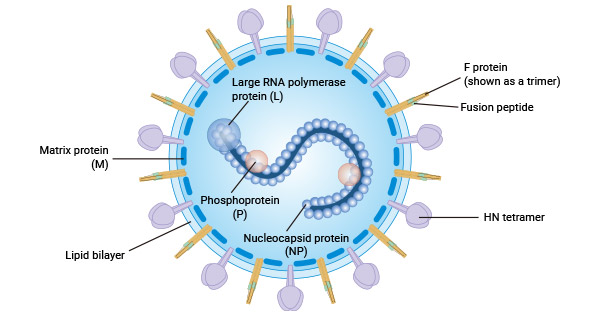 Structure of parainfluenza virus HPIV