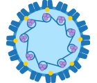 Human Papillomavirus Structure