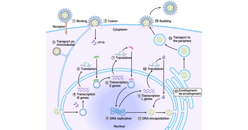 HSV cell cycle