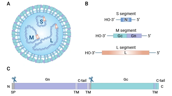 Schematic representation of hantavirus particle and genes.