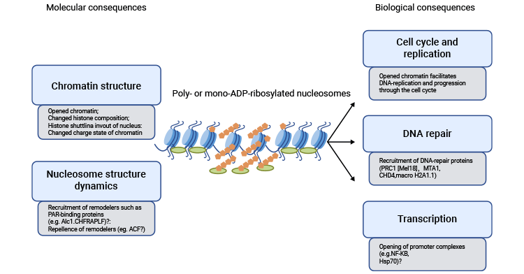 Histone ADP-ribosylation Function