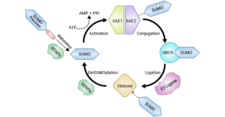 Histone SUMOylation and deSUMOylation