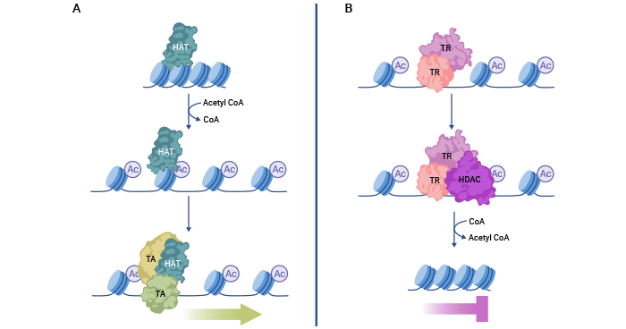 Histone acethylation and deacetylation mechanism