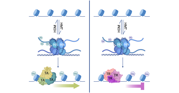 Histone methylation mechanism