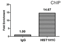 CSB-PA010378OA84acHU ChIP