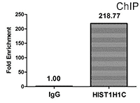 CSB-PA010378OA109hibHU ChIP