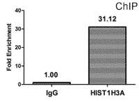 CSB-PA010418OA18bhbHU ChIP