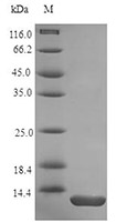 CSB-AP000041HU SDS-PAGE